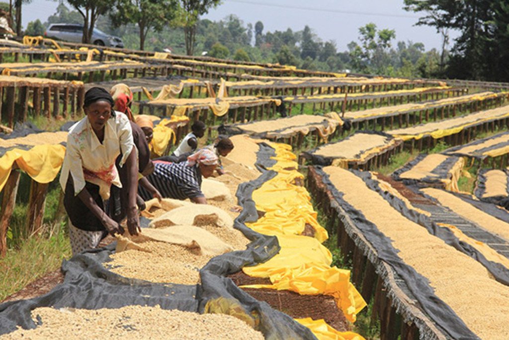 Kenya Nyeri Kamuchuni AA Reframe Coffee Roasters