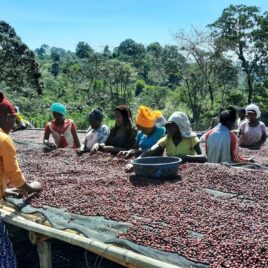 Ethiopia Buleye