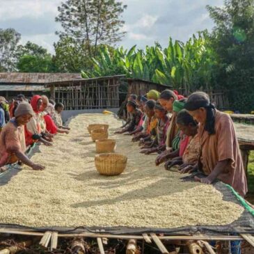 Ethiopia Chelchele Washed