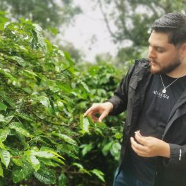 Panama Adaura (Finca Lorayne)