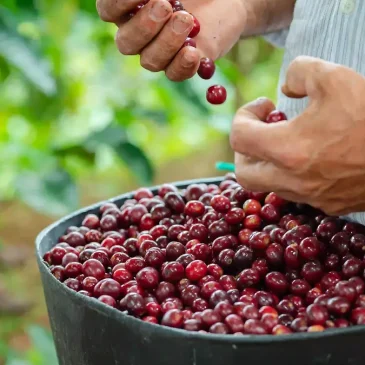 Colombia Los Guaduales