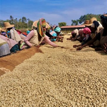 Ethiopia Wonago Factory