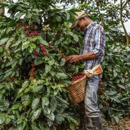 Colombia Las Delicias