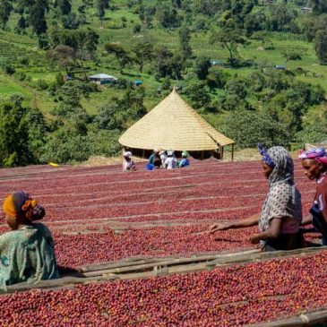 Ethiopia Gotiti G1