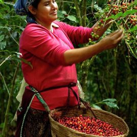 Colombia Varietales Gesha