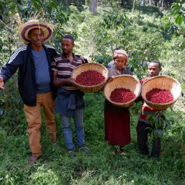 Ethiopia Guji Shakiso