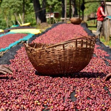 Ethiopia Michicha
