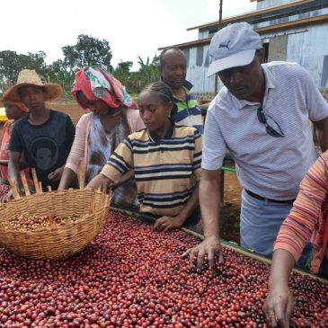 Kenya Karimikui AA