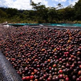 Panama HOG Alto Quiel Geisha